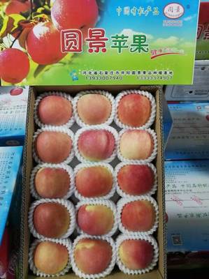 金秋采摘正當(dāng)時(shí)，井陘小作“圓景”紅富士邀您共品豐收樂